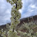 영자농장 이미지