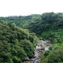 제주 천제연 난대림 이미지