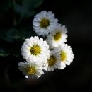 보훈병원상조회 이미지