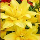 T3.수입 왜성종 백합7종 이미지