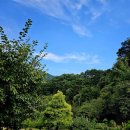 지리산털보농원 | 지리산 산청 삼장면 털보농원펜션에서 만난 8월의 야생화