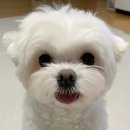 벤지동물병원 이미지