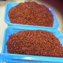 국산구기자가루 효능 이미지