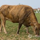 토종한우영농조합법인 이미지