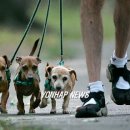산책하는 강아지 이미지