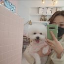 강아지 미용실 이미지
