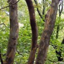 꿈꾸는나무 이미지