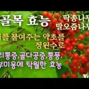 접골목 효능/뼈를 붙여주는 접골목/허리통증,골다공증,이뇨작용,통풍,피부미용등에 탁월한 효능 이미지