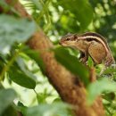 행복한나무 이미지