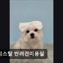 크리스탈 반려견미용실 이미지