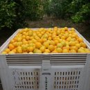 미숙농장 이미지