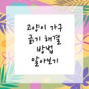 청수동물병원 | 천안동물병원 고양이 가구 긁기 해결책!