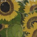 까망베르 이미지