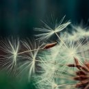 개나리낚시공원 이미지