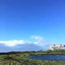 제주목화 이미지