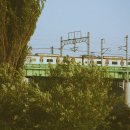 미루나무풍경 이미지