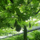 팔봉농원 이미지