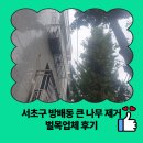 은행나무집 | 서초구 방배동 큰 나무 제거 벌목업체 후기