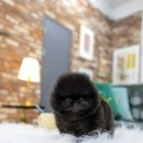 일산 강아지분양 스마트독 이미지