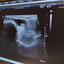 24시연동물의료센터 | 부산 24시 동물병원 더휴동물의료센터 노견 강아지 건강검진 후기