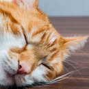 냥앤도그 이미지