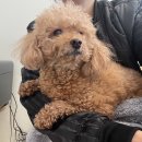 더엘동물의료센터 이미지