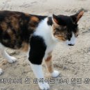 하하하도 이미지