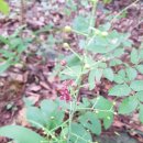 양산천변 이미지