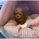 대구펫 강아지분양 고양이분양 이미지