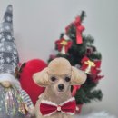 아모르 댕 이미지