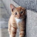 부산동물병원 이미지