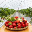 정명진농장 이미지