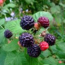 전원민박 이미지