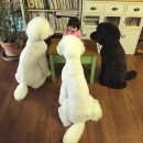 이쁜멍멍이 이미지