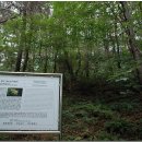 양구개느삼자생지 이미지