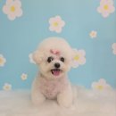 댕그루밍 이미지