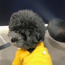 변신하개 이미지