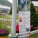 남연허브 이미지