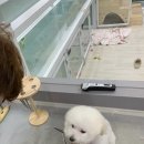 개조은날 이미지