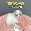 야옹아 멍멍해봐 계림점 이미지