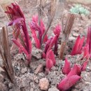 봄에새싹 이미지