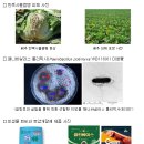 ㈜도명태백지점 | 고랭지 작물 반쪽시들음병, 이젠 미생물로 방제하세요