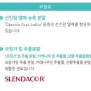 영양제스타