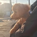 오댕펫살롱