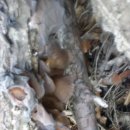 자연산 목이버섯 이미지