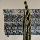 커피 선인장(suninjang) 이미지