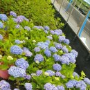 윙키핑키 이미지