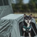 펫 하우스 이미지