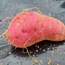 코코키친 이미지