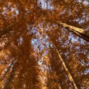 명수당 | 용인 단풍 명소, 한국외대 명수당 단풍 실시간 후기